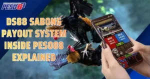 DS88 Sabong Payout System Inside Peso88 Explained